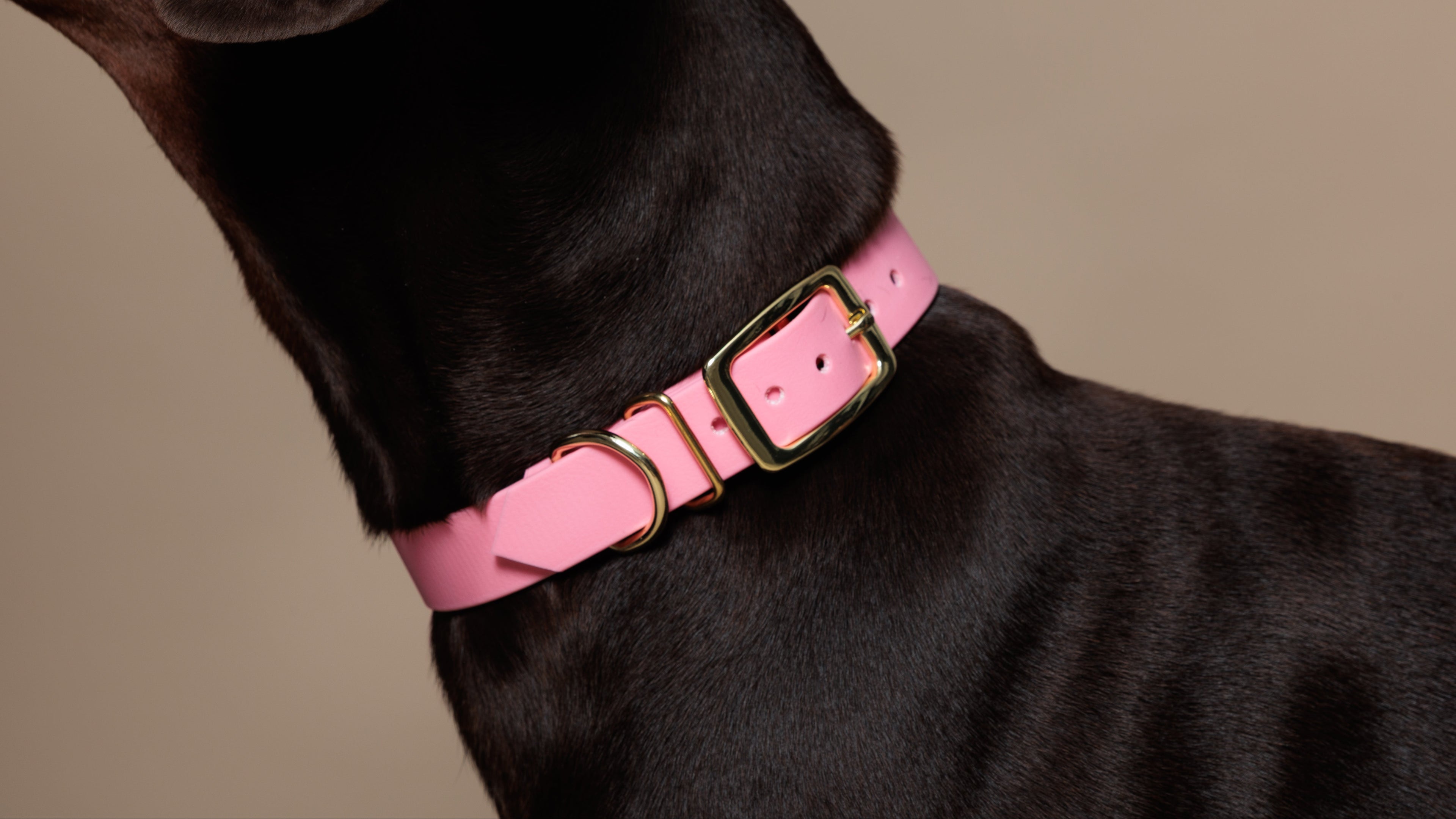 Collier imperméable pour chien en Biothane